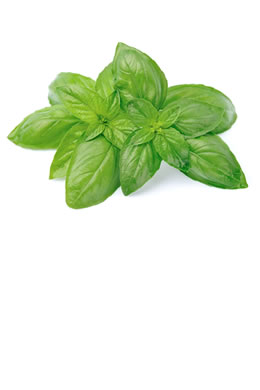 Basil