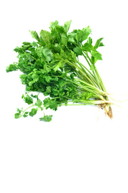 Coriander (Cilantro)