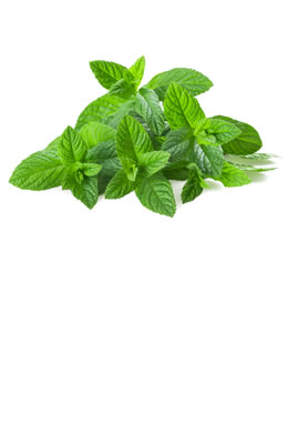 Mint