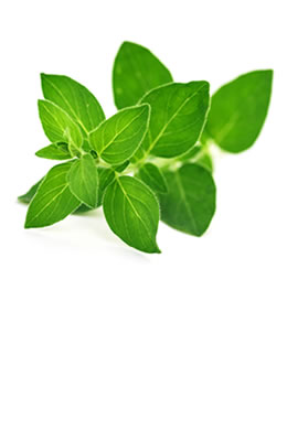 Oregano
