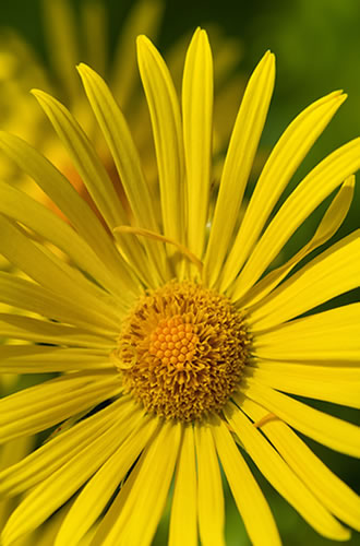 Connect with deeper imprints of goodness and purity